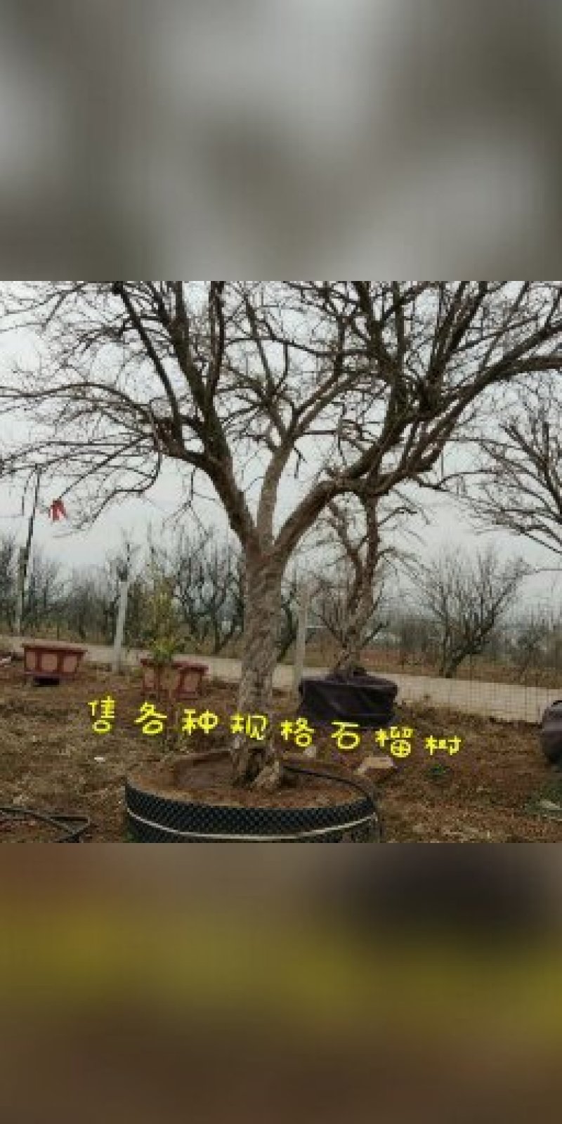 石榴树15-40公分规格齐全