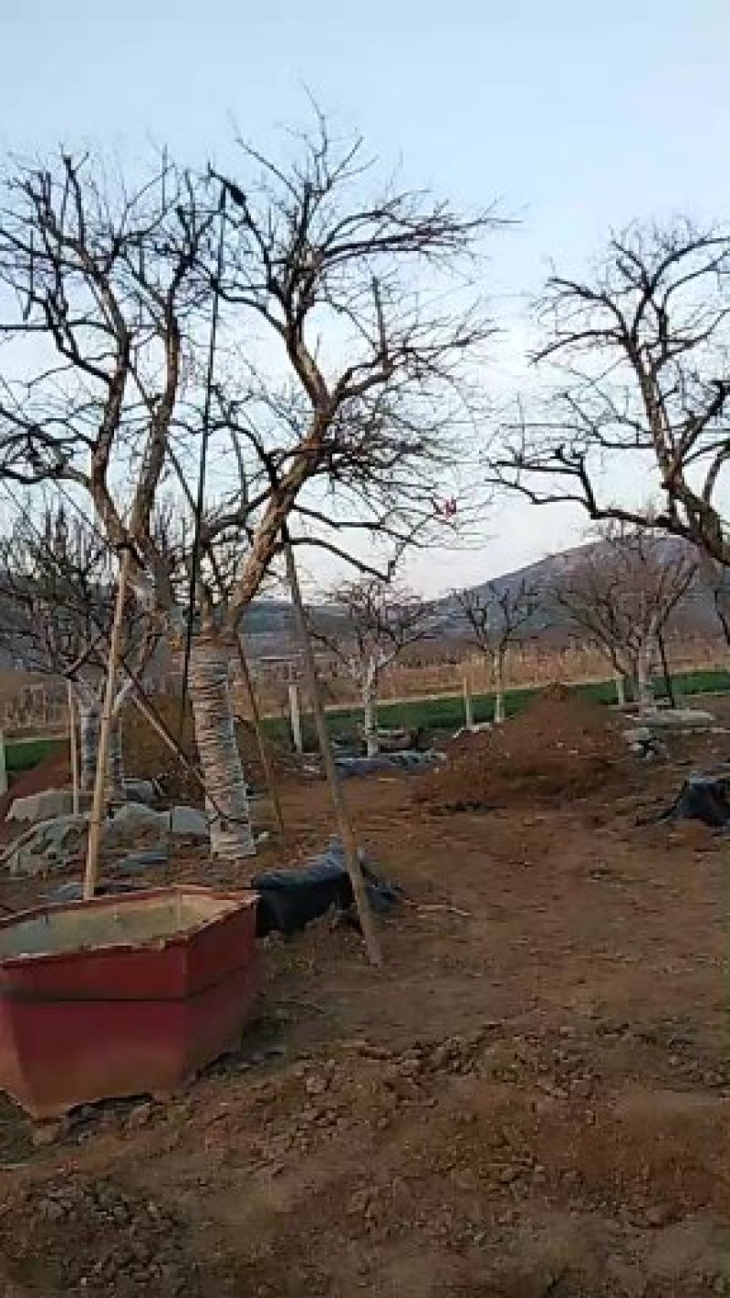 石榴树15-40公分规格齐全