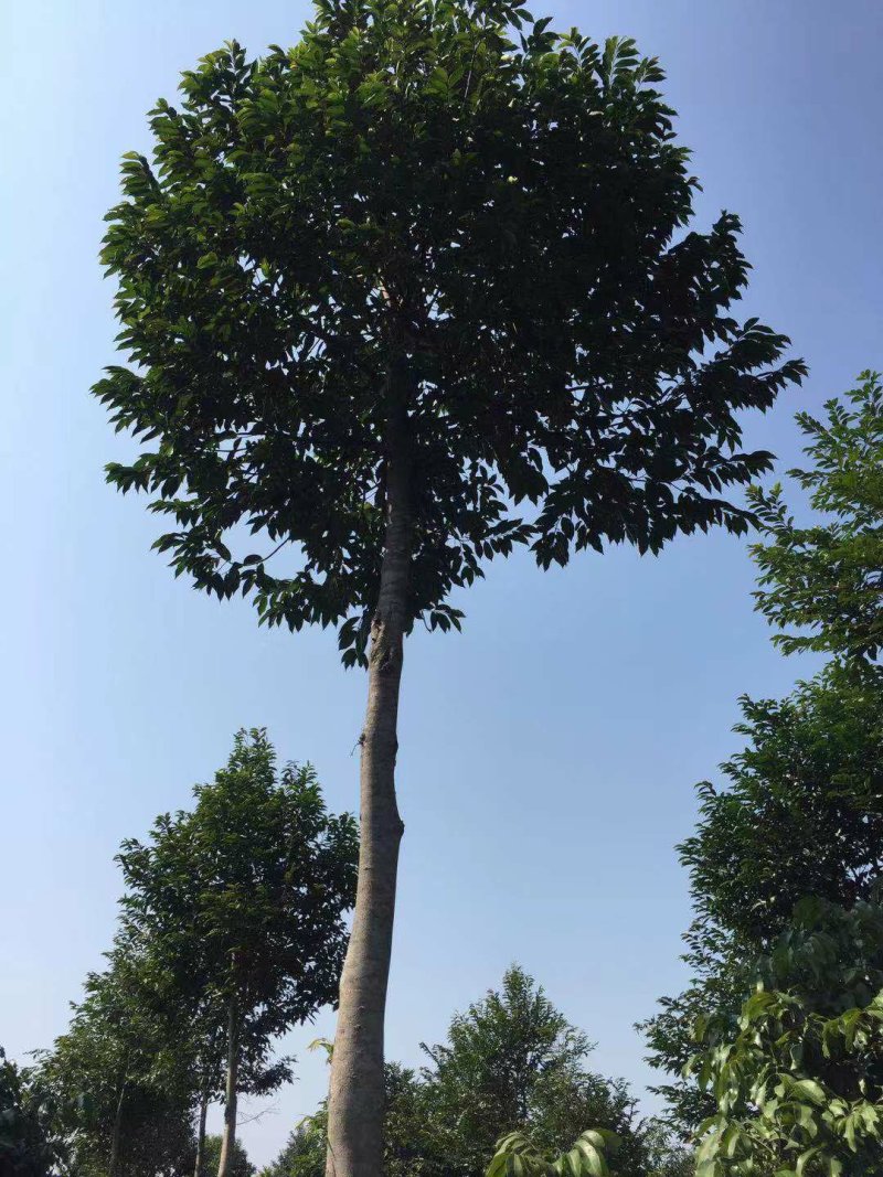 沉香树