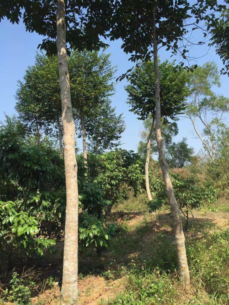 沉香树