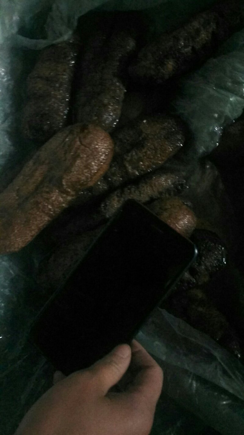 海参