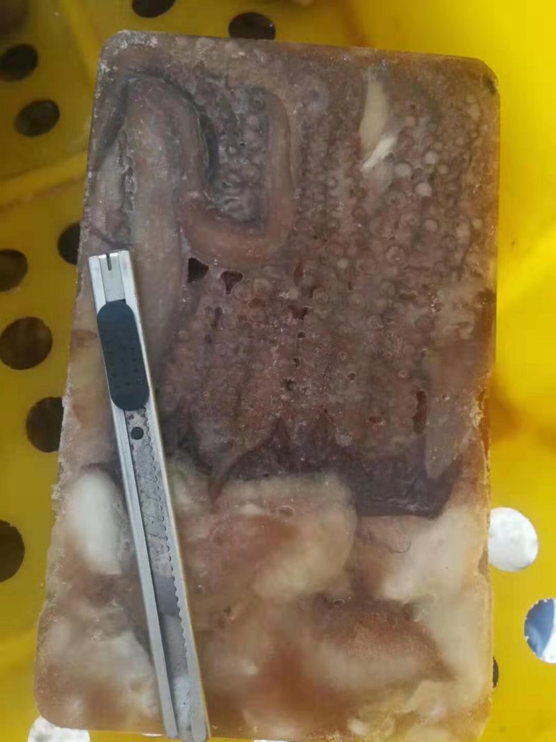 鱿鱼