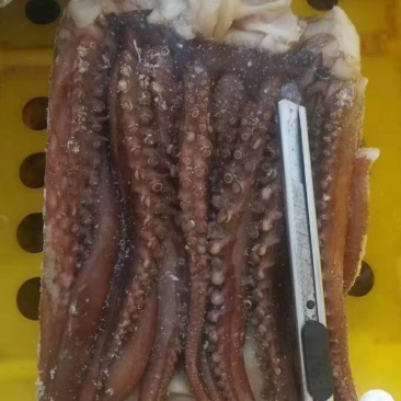 鱿鱼
