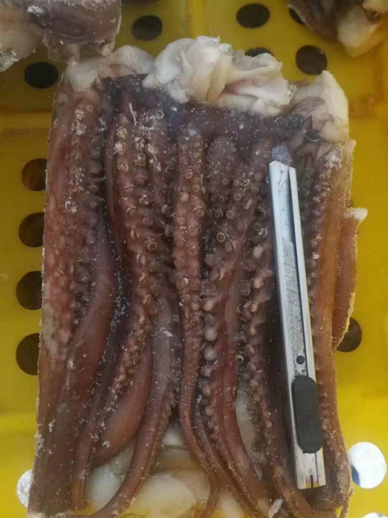 鱿鱼