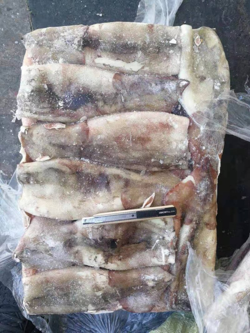 鱿鱼