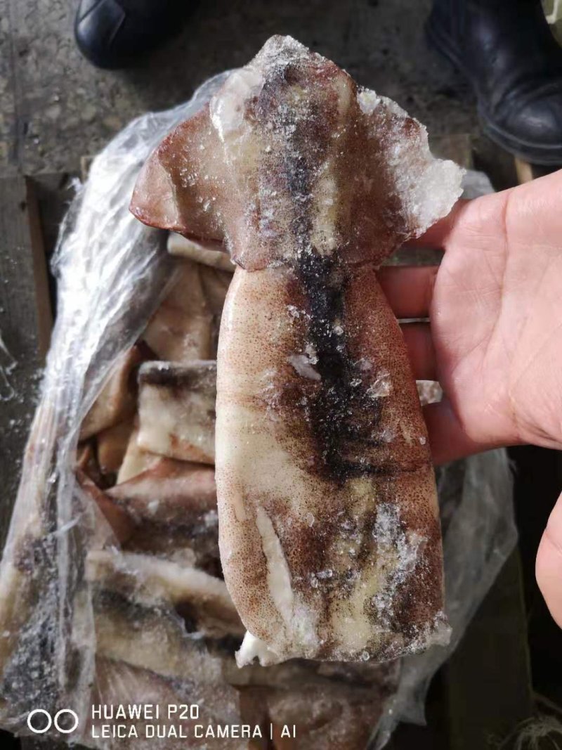 鱿鱼