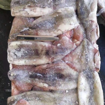 鱿鱼