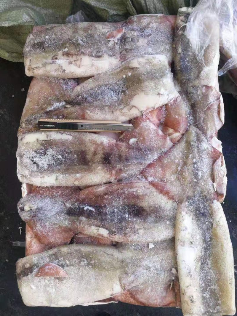 鱿鱼