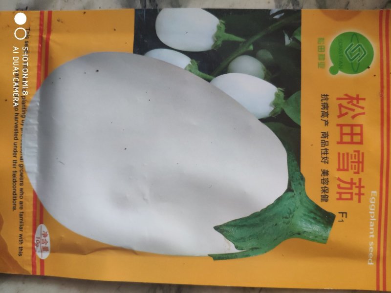 松田雪茄茄子种子，韩国引进！白罐茄子种子，白茄子种子