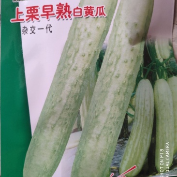 上栗白早熟黄瓜种子果棍棒形皮微绿少刺
