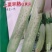 上栗白早熟黄瓜种子果棍棒形皮微绿少刺