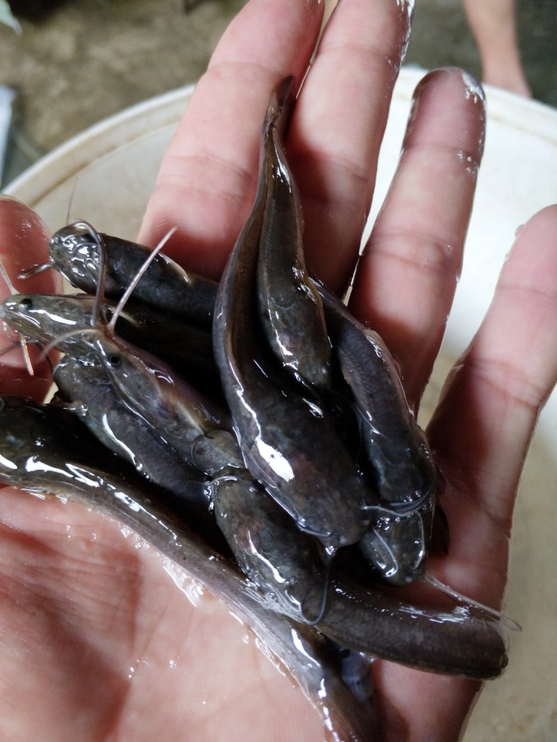 精品八须胡子鲶，埃及鱼苗，好养殖，存活率高量大从优