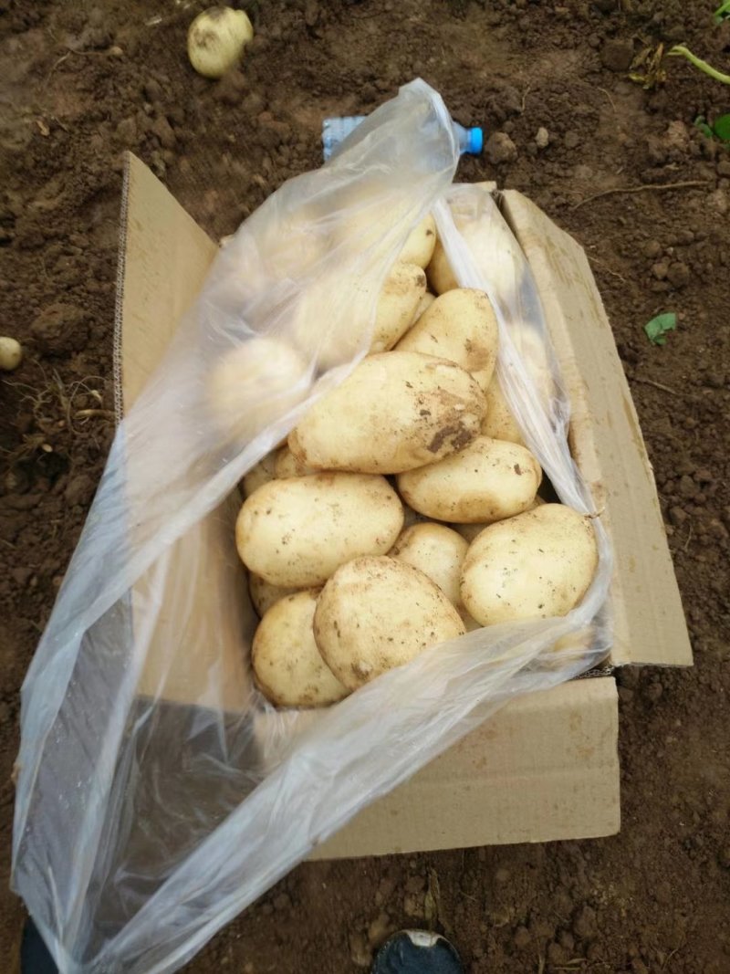 云南高原土豆利薯土豆个头大颜色好口感好。