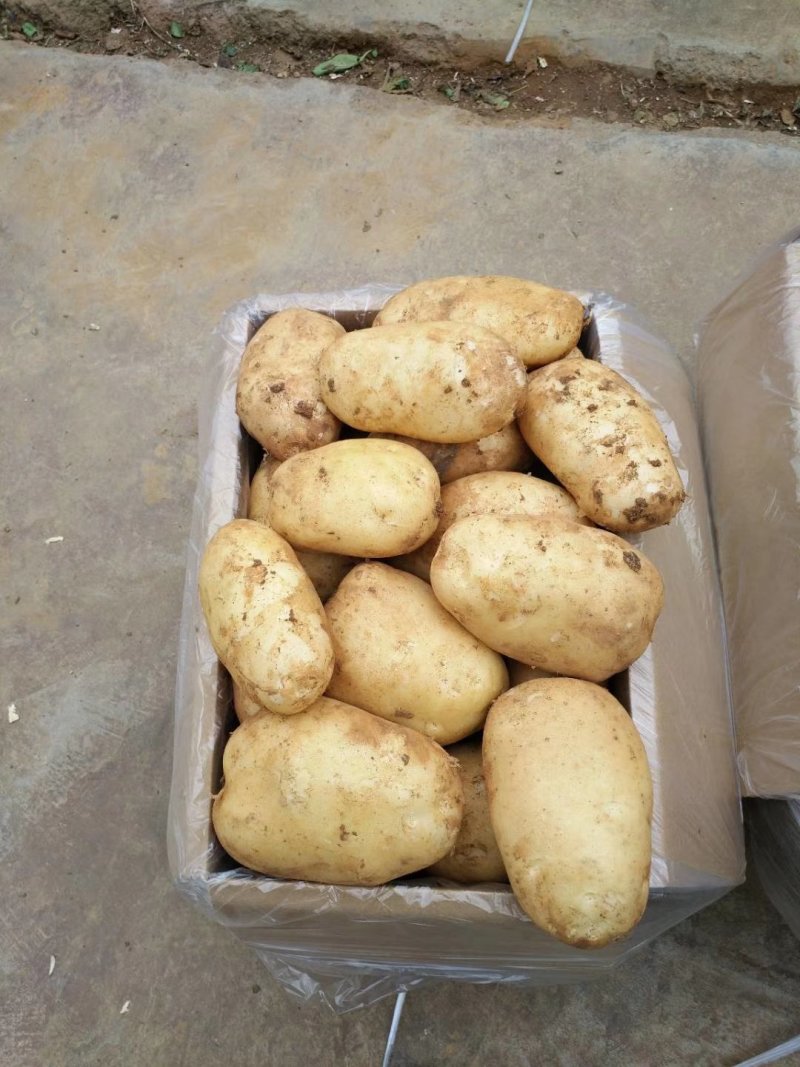 云南高原土豆利薯土豆个头大颜色好口感好。