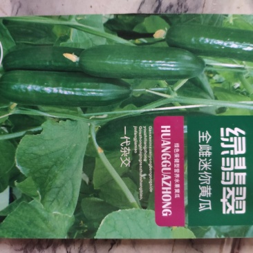 绿翡翠黄瓜种子全雌迷你水果黄瓜100粒