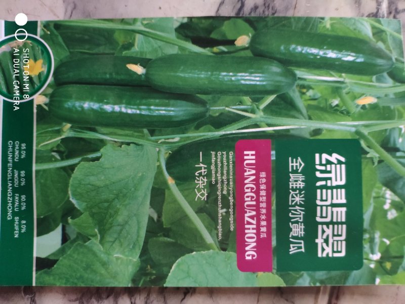 绿翡翠黄瓜种子全雌迷你水果黄瓜100粒