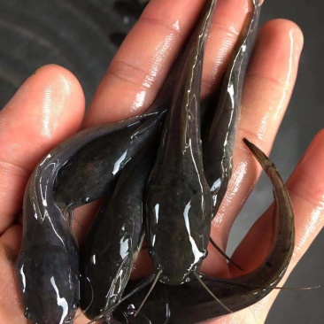 精品八须胡子鲶，埃及鱼苗，好养殖，存活率高量大从优
