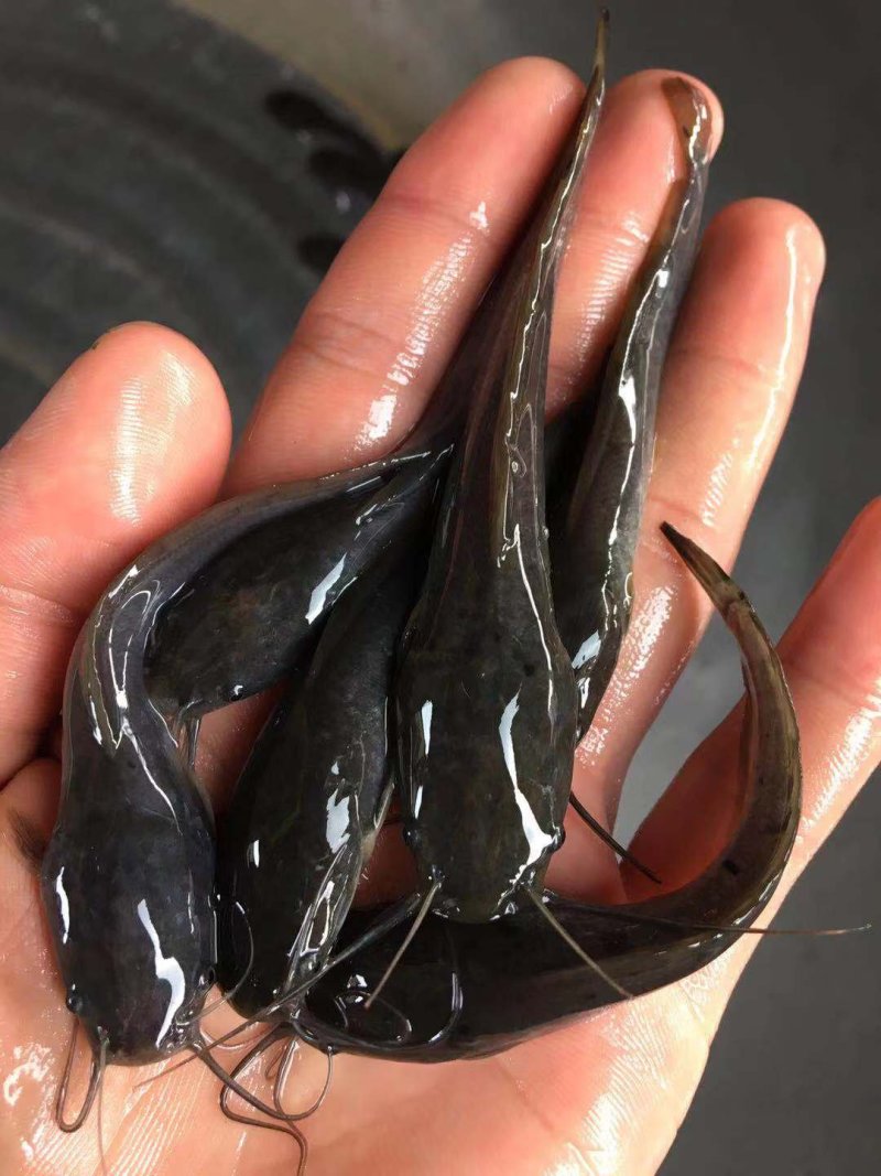 精品八须胡子鲶，埃及鱼苗，好养殖，存活率高量大从优