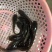 精品八须胡子鲶，埃及鱼苗，好养殖，存活率高量大从优
