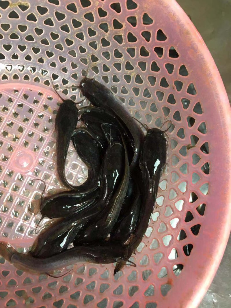 精品八须胡子鲶，埃及鱼苗，好养殖，存活率高量大从优