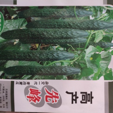 高产先锋黄瓜种子南方春夏秋冬均可种