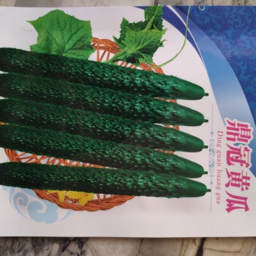 鼎冠黄瓜种子早熟长势旺瓜绿有刺瘤