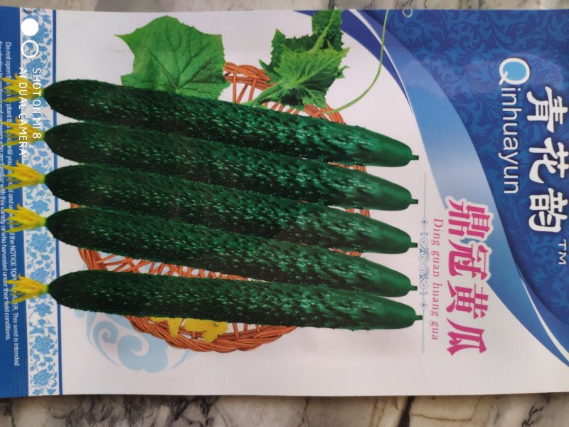 鼎冠黄瓜种子早熟长势旺瓜绿有刺瘤
