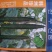 韩洲珍品黄瓜种子，耐热可越夏，高产杂交亩产可达2万公斤