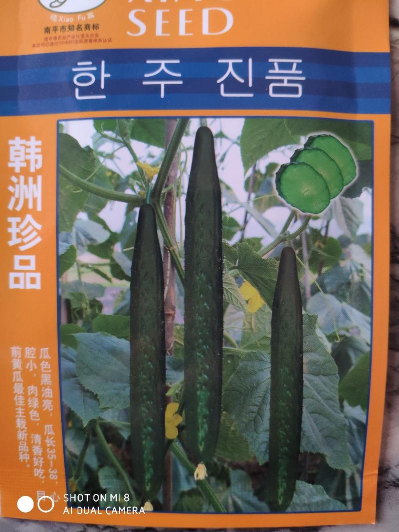 韩洲珍品黄瓜种子，耐热可越夏，高产杂交亩产可达2万公斤