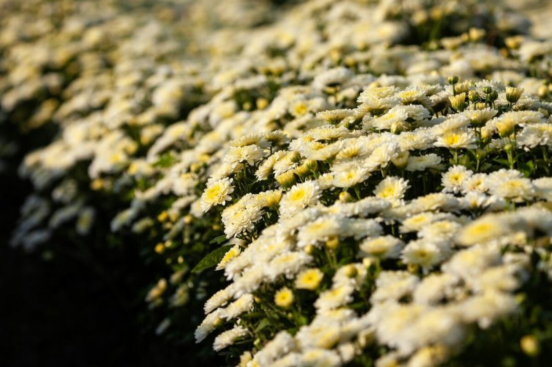 早熟北京菊