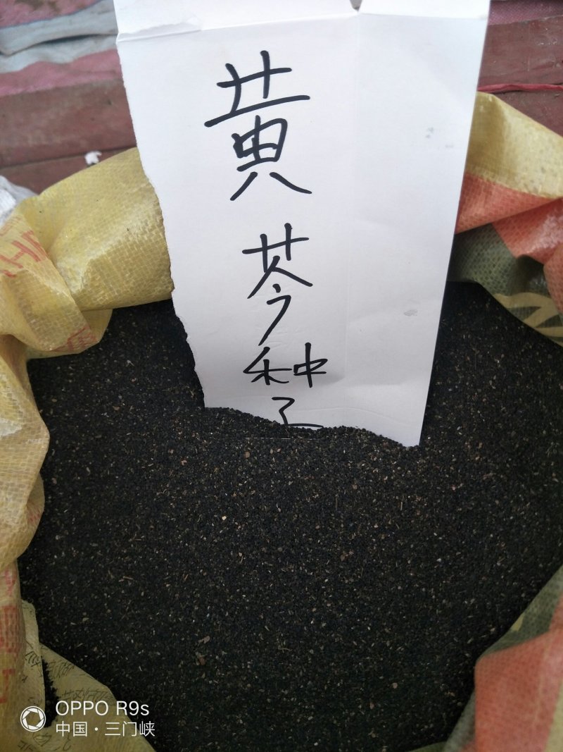 黄芩种子