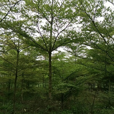 小叶榄仁产地直销可供线上线下交易