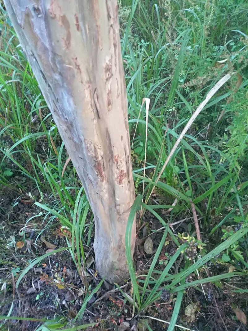 川红小叶紫薇树大树小苗产地直供