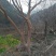 川红小叶紫薇树大树小苗产地直供