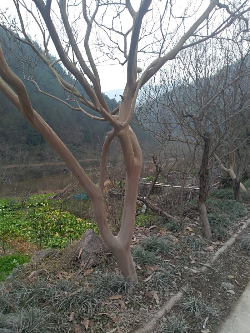 川红小叶紫薇树大树小苗产地直供