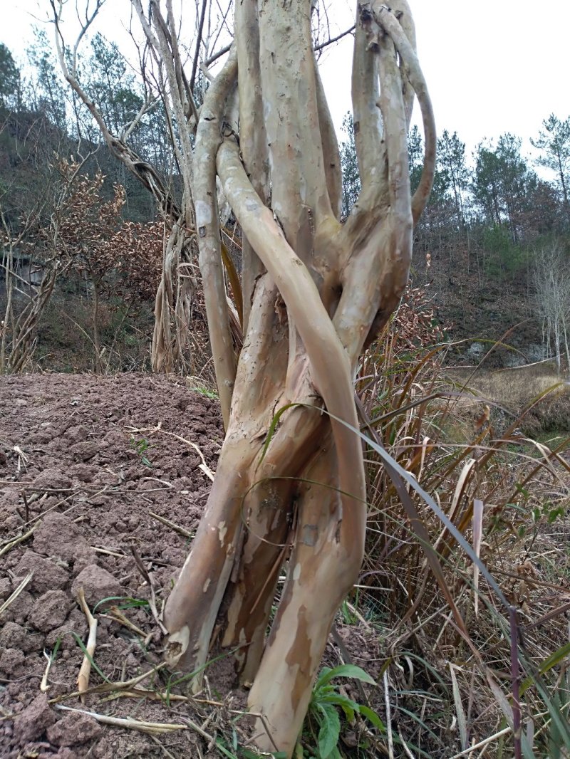 川红小叶紫薇树大树小苗产地直供