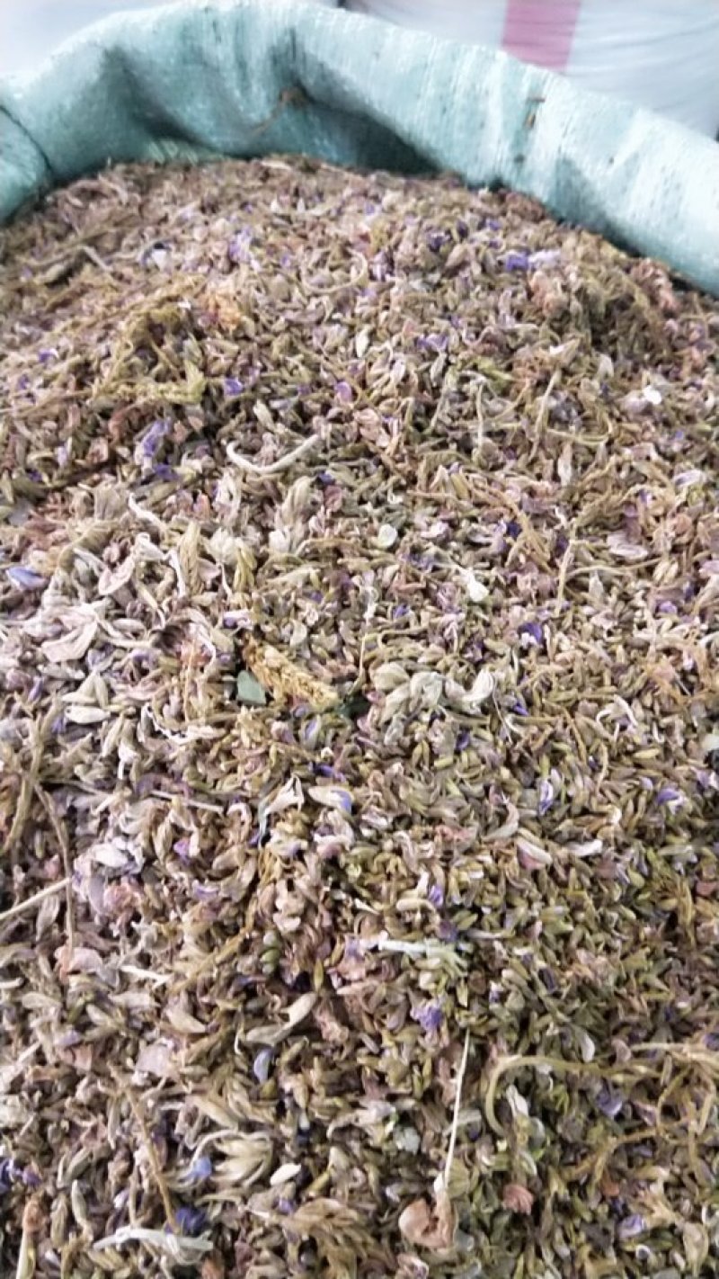 野菊花