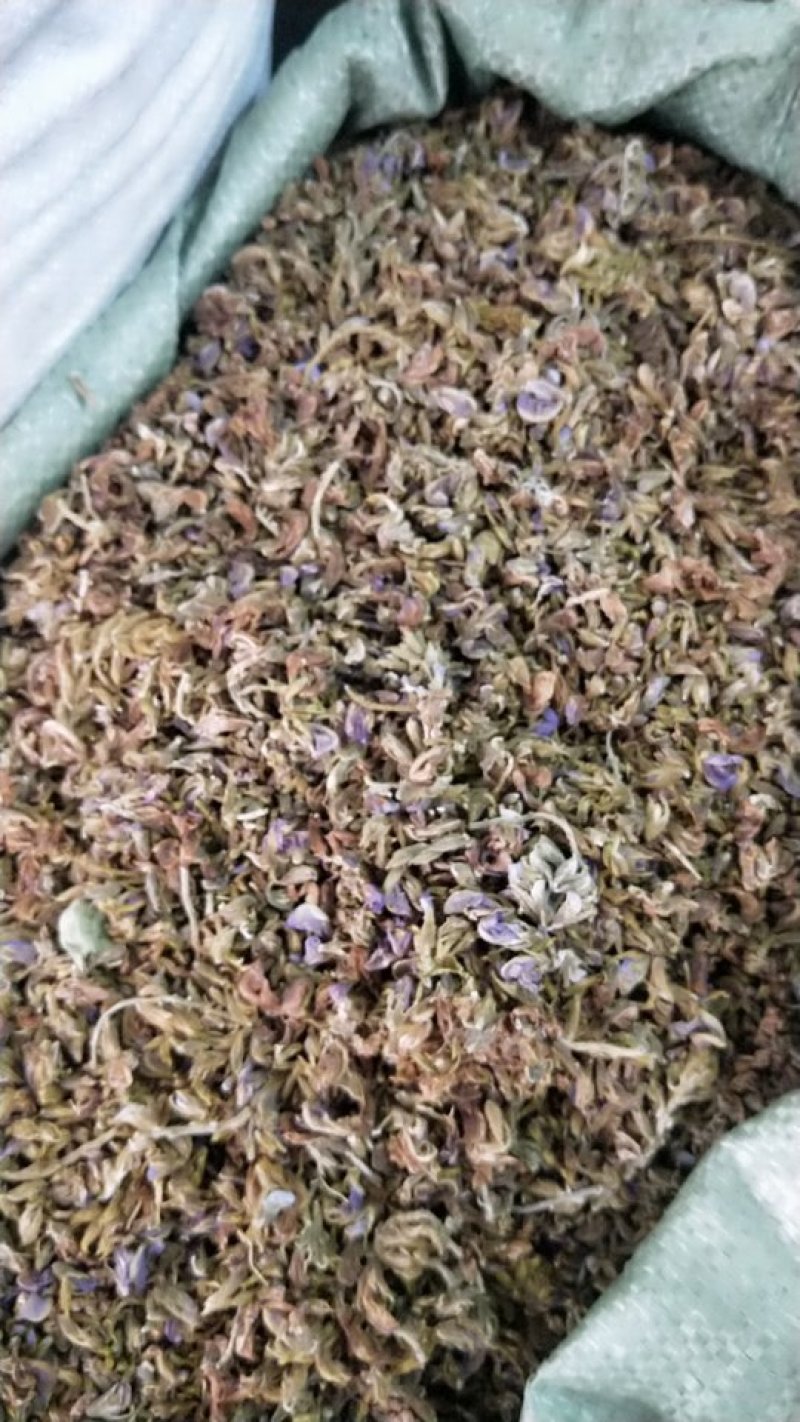 野菊花