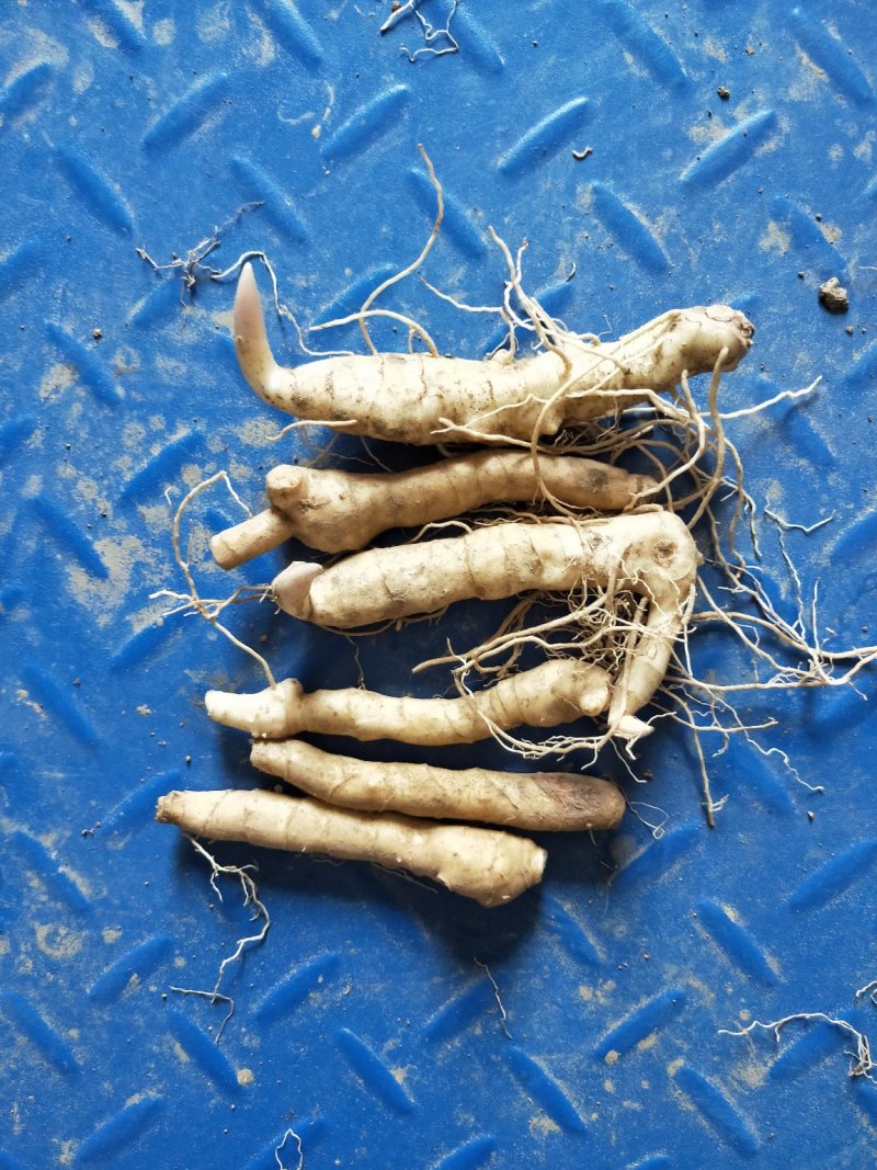 黄精种苗，黄精苗，黄精，一手货源，质量保证