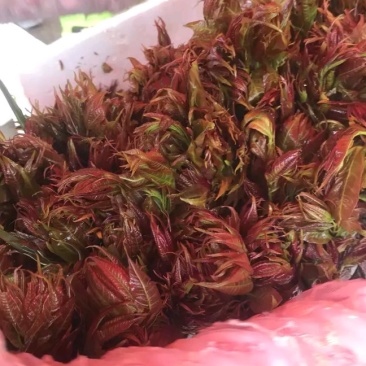 新鲜蕨菜，刺老包