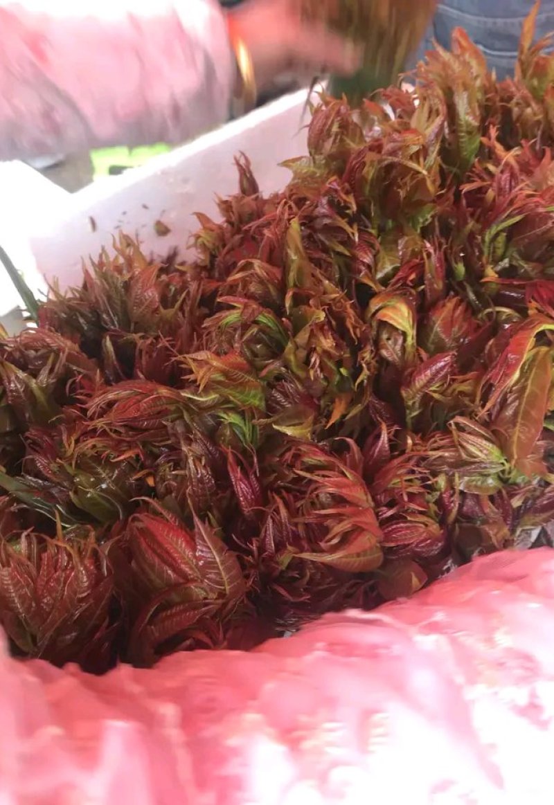 新鲜蕨菜，刺老包