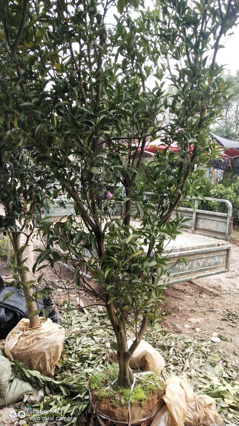 柑桔苗，苗子好，成活率高，自家果园大量出售