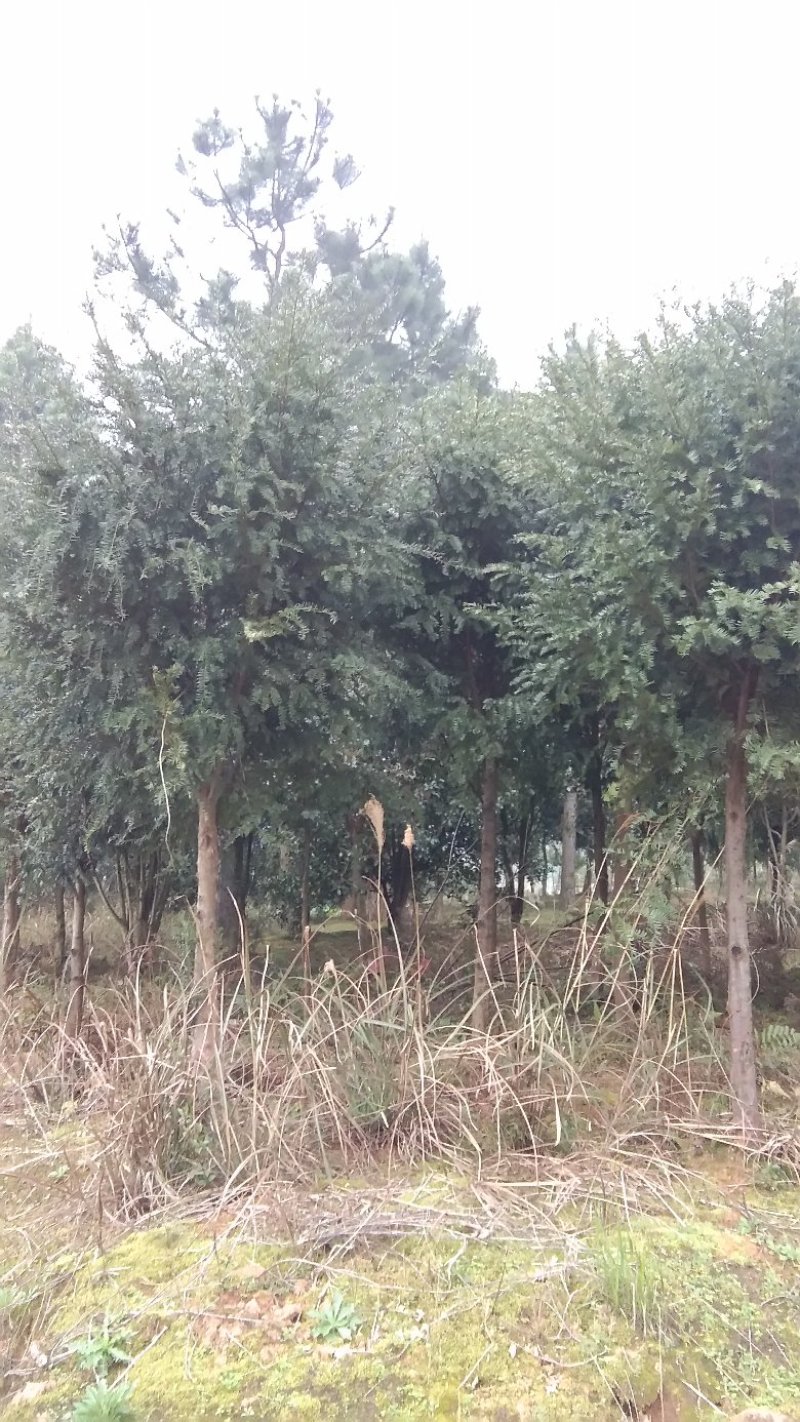 红豆杉