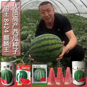 麒麟王少籽巨龙世纪雷王京欣王甜王8424西瓜种子