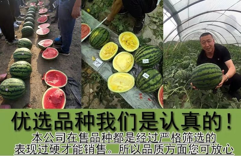 麒麟王少籽巨龙世纪雷王京欣王甜王8424西瓜种子