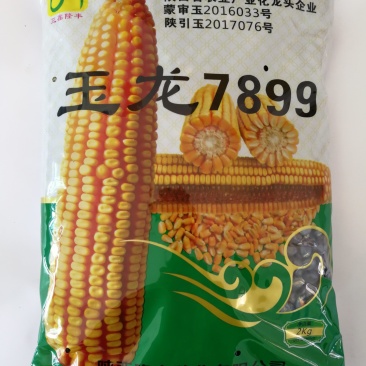 玉龙7899高产抗性好米质好不秃顶