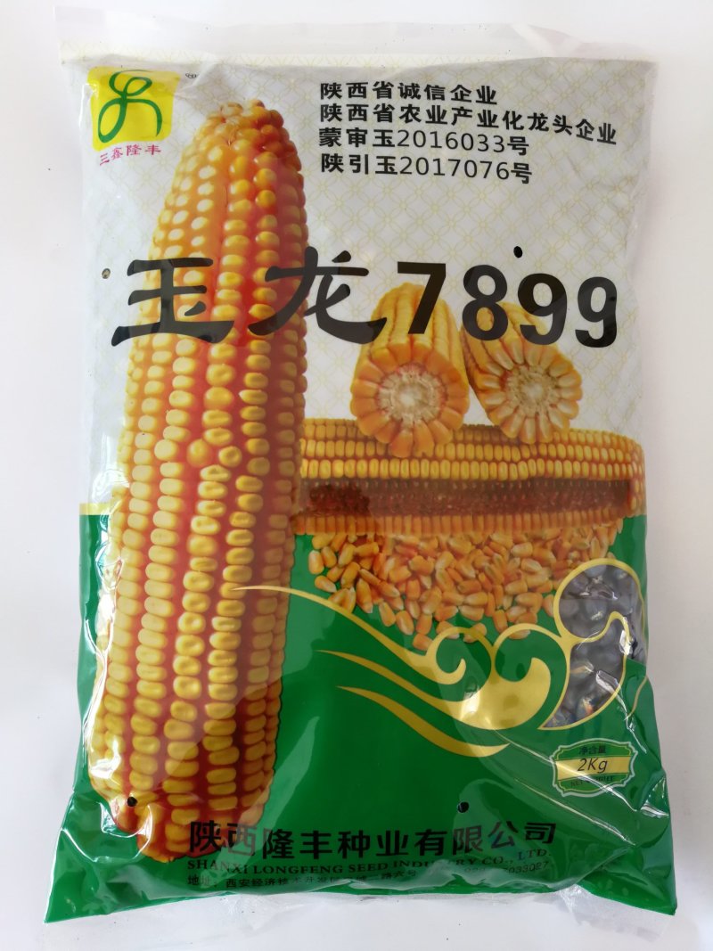 玉龙7899高产抗性好米质好不秃顶