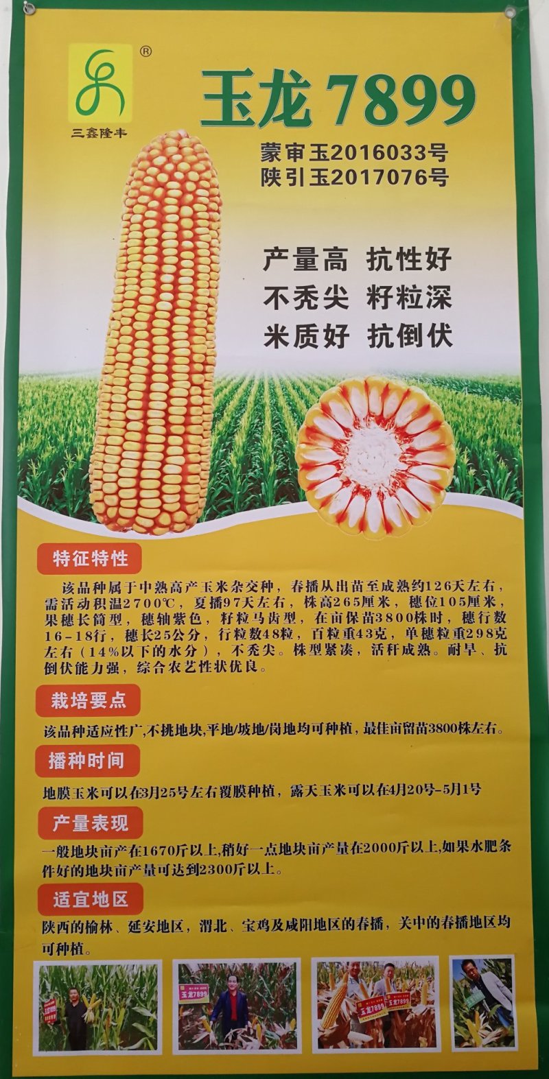 玉龙7899高产抗性好米质好不秃顶