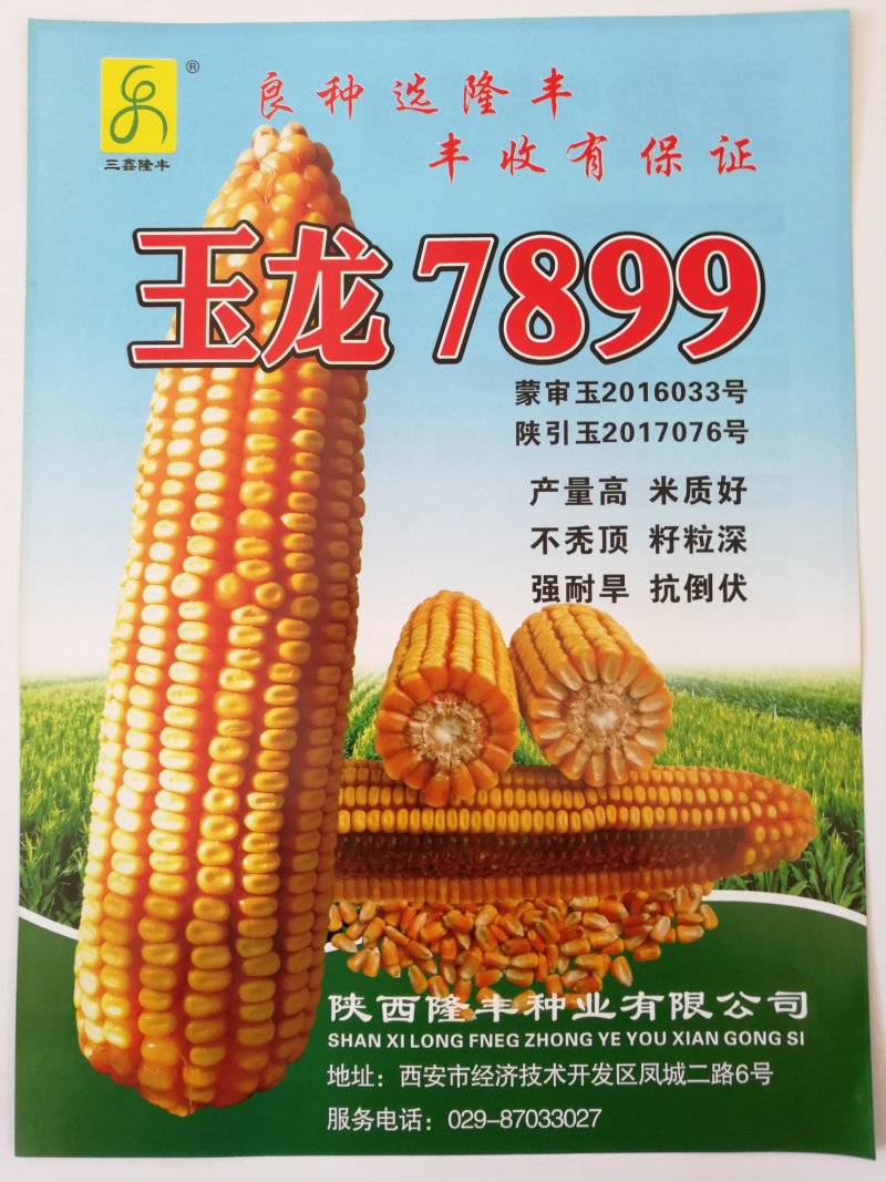 玉龙7899高产抗性好米质好不秃顶