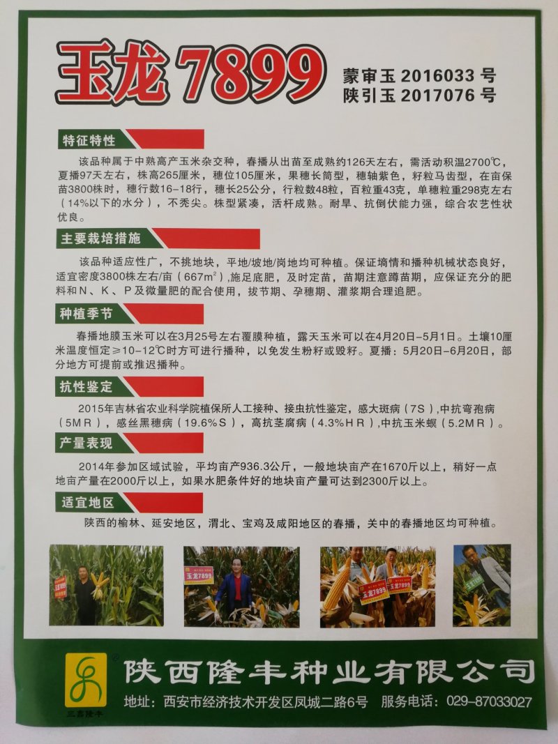 玉龙7899高产抗性好米质好不秃顶